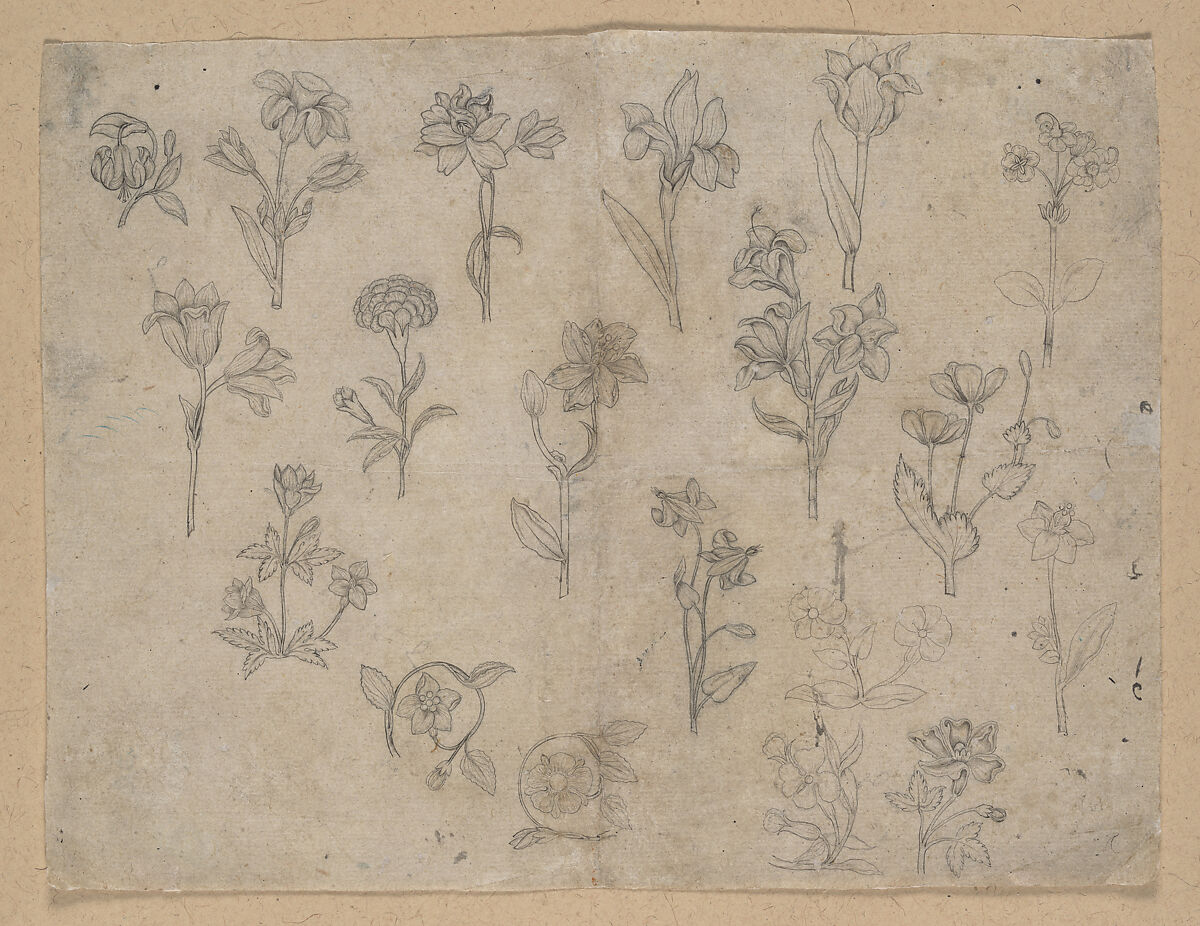 Flower Studies, Ink on paper