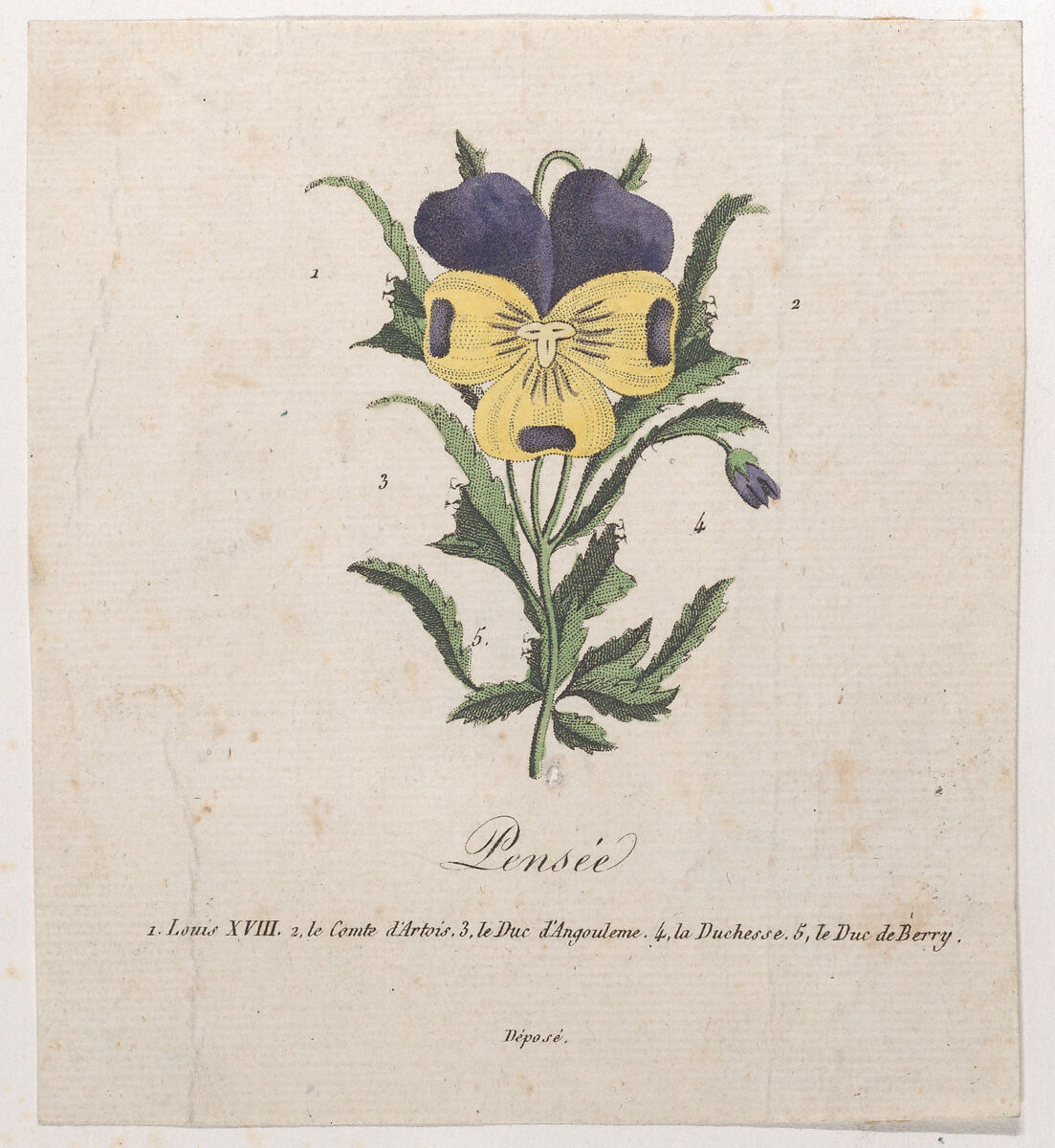 Pansy with hidden silhouettes, Anonymous  , French, early 19th century, Hand-colored etching 