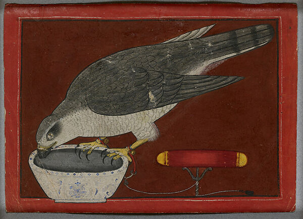 Goshawk Drinking, Opaque watercolor with gold and silver on paper, India, Himachal Pradesh, Mandi