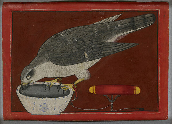 Goshawk Drinking, Opaque watercolor with gold and silver on paper, India, Himachal Pradesh, Mandi 