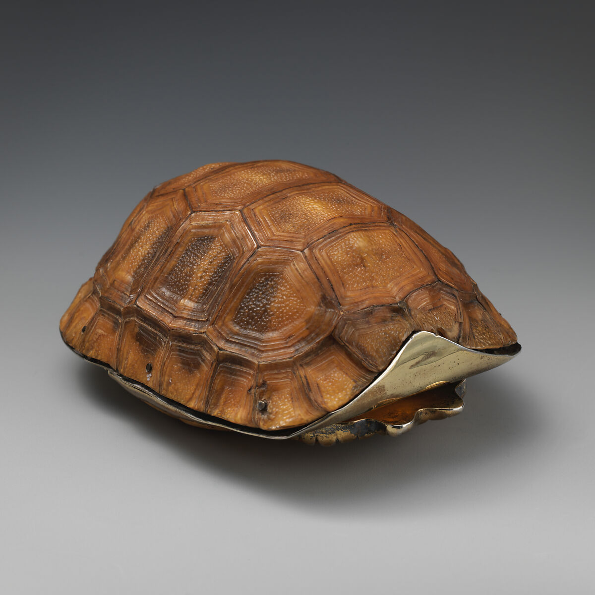 medieval tortoise