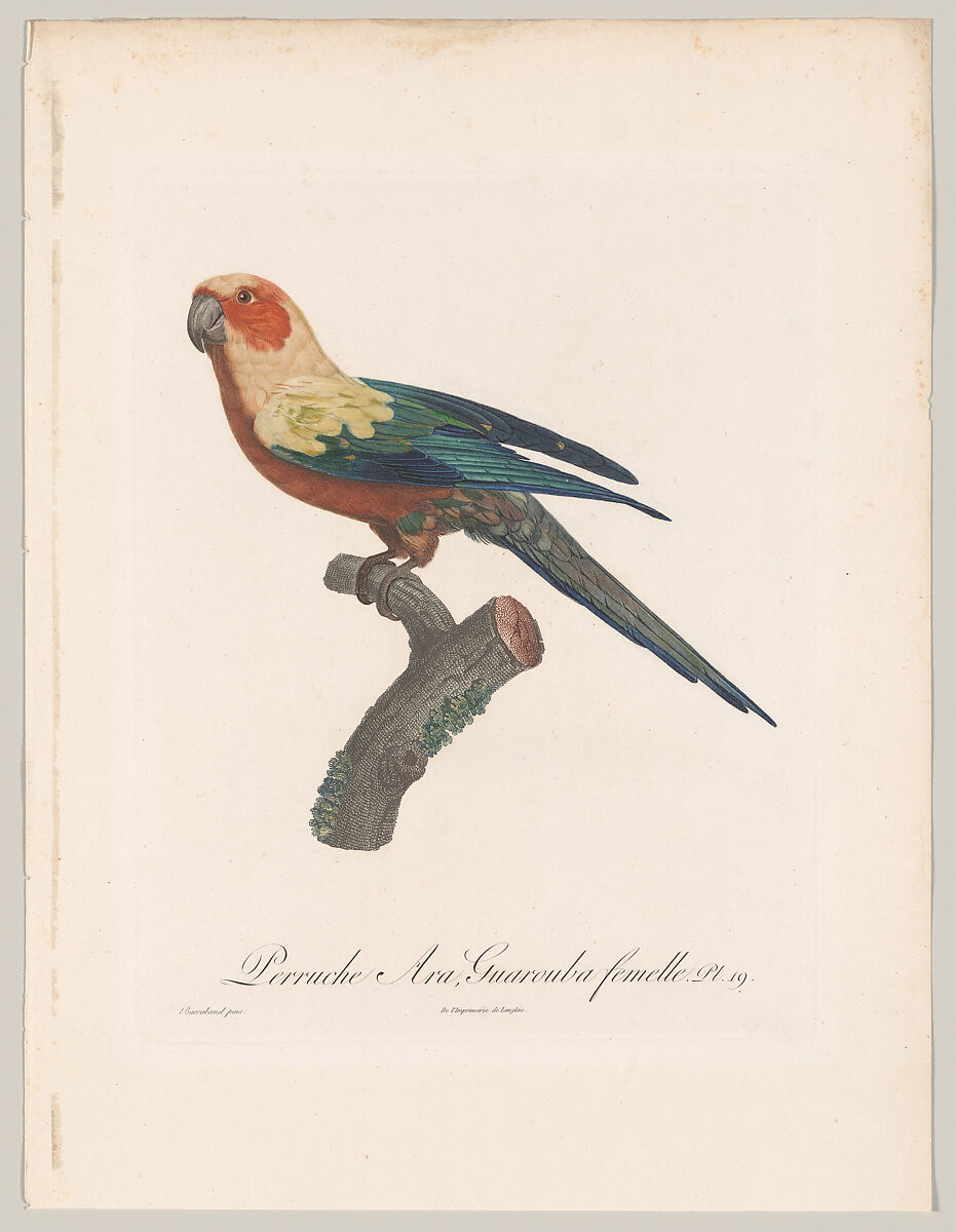 Plate 19, from "Histoire naturelle des perroquets", François Levaillant (French, Paramaribo 1753–1824 La Noue), Hand-colored engraving 