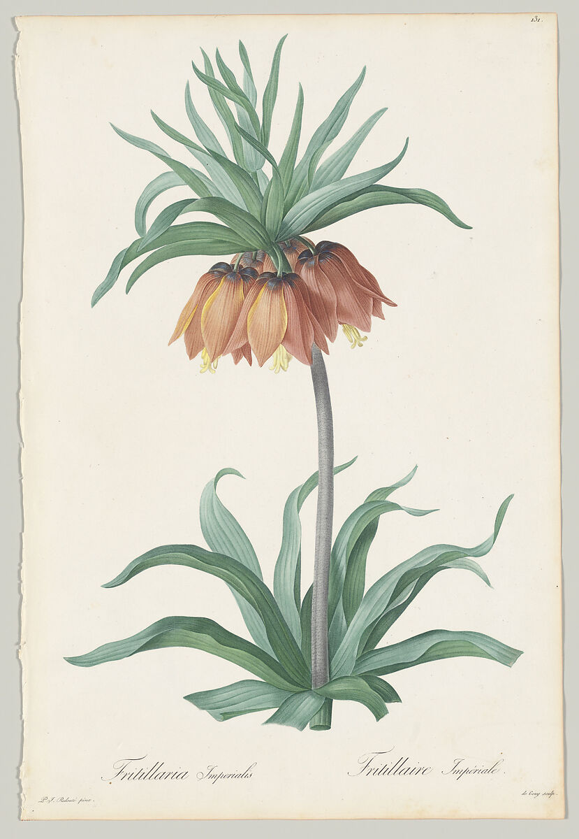 Plate 131, Fritillaria Imperialis, from "Les Liliacées", Pierre Joseph Redouté (French, 1759–1840), Stipple engraving with hand coloring 