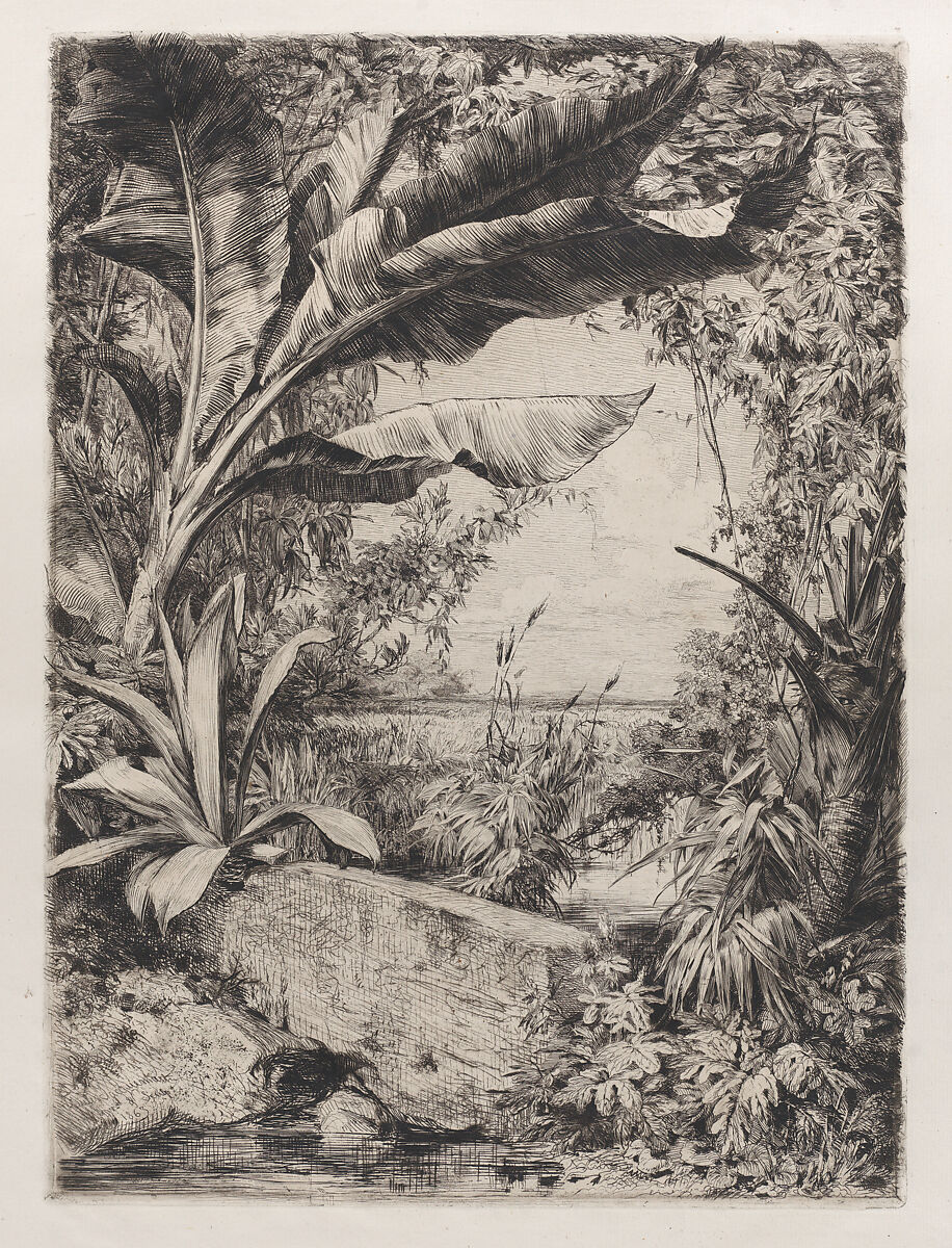 Tropical Plants, Jules-Ferdinand Jacquemart (French, Paris 1837–1880 Paris), Etching 