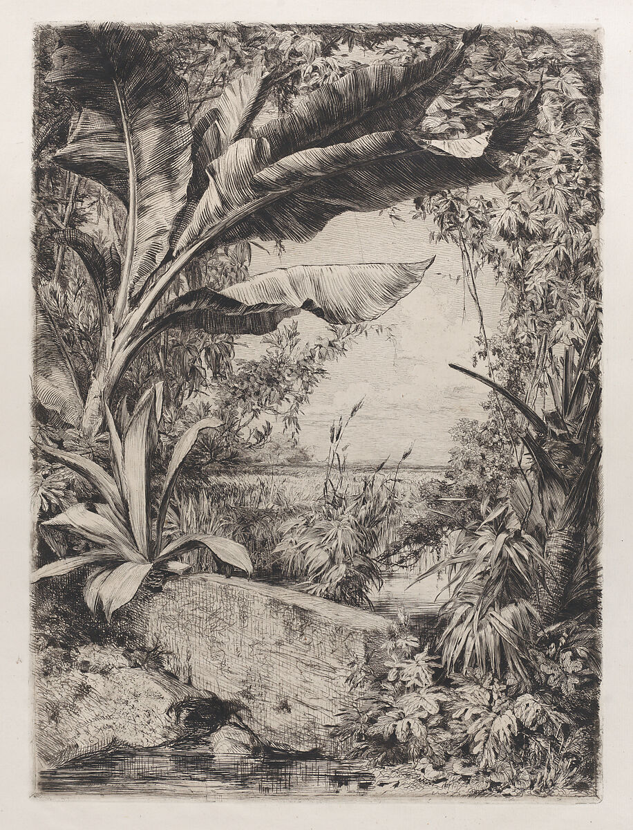 Tropical Plants, Jules-Ferdinand Jacquemart (French, Paris 1837–1880 Paris), Etching