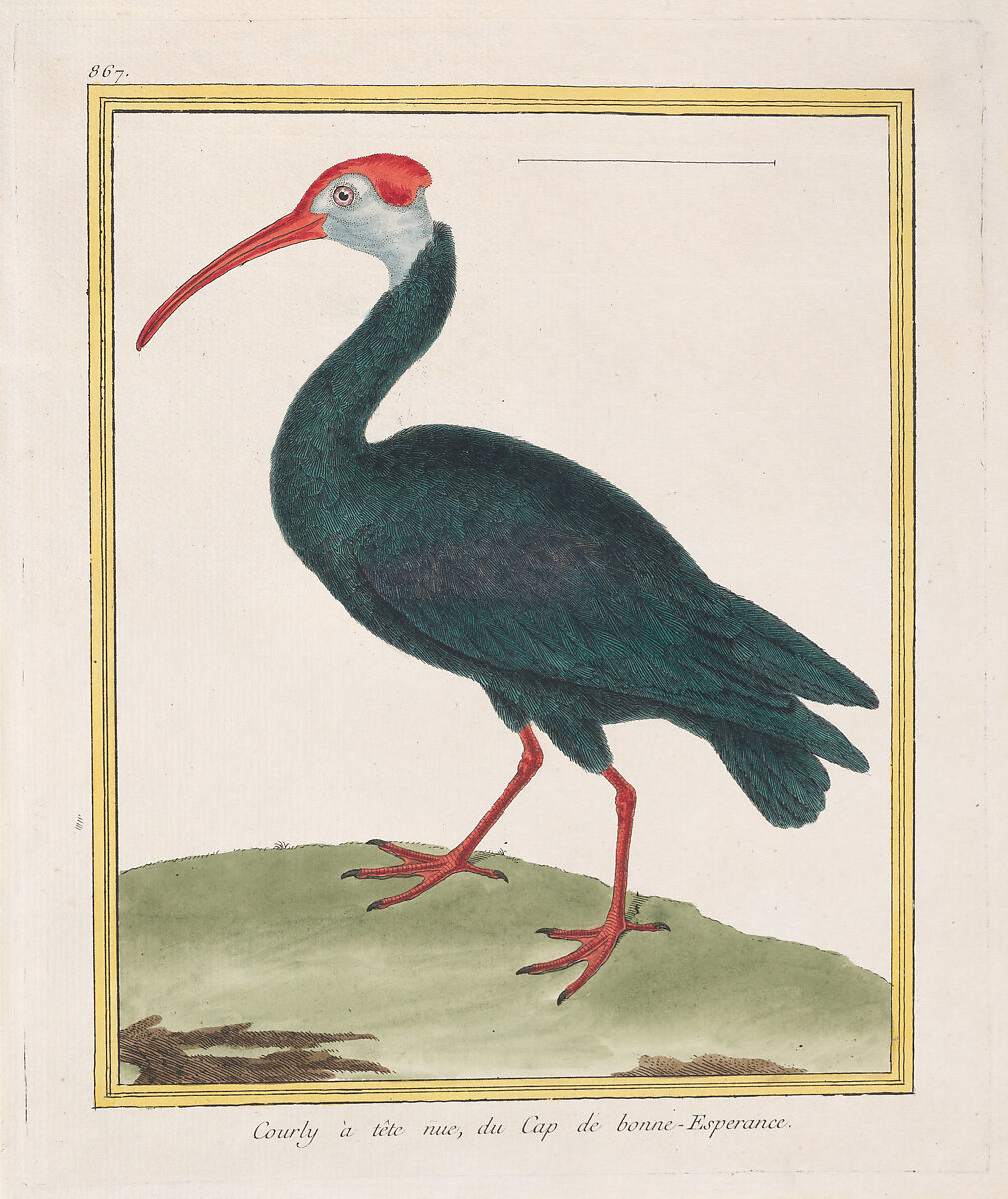 Courly à tête nu, du Cap de bonne Esperance (Bald Ibis from the Cape of Good Hope), from "Histoire Naturelle de Oiseaux", François Nicolas Martinet (French, Paris 1731–ca. 1804), Hand-colored etching and engraving 