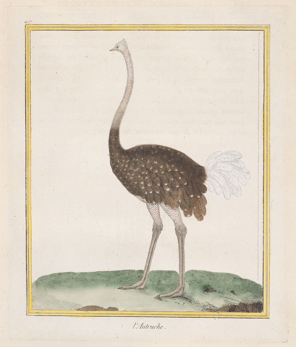 Autruche (Ostrich), from "Histoire Naturelle de Oiseaux", François Nicolas Martinet (French, Paris 1731–ca. 1804), Hand-colored etching and engraving 