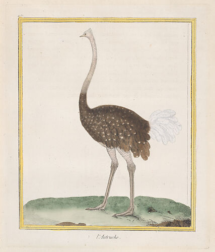 Autruche (Ostrich), from 