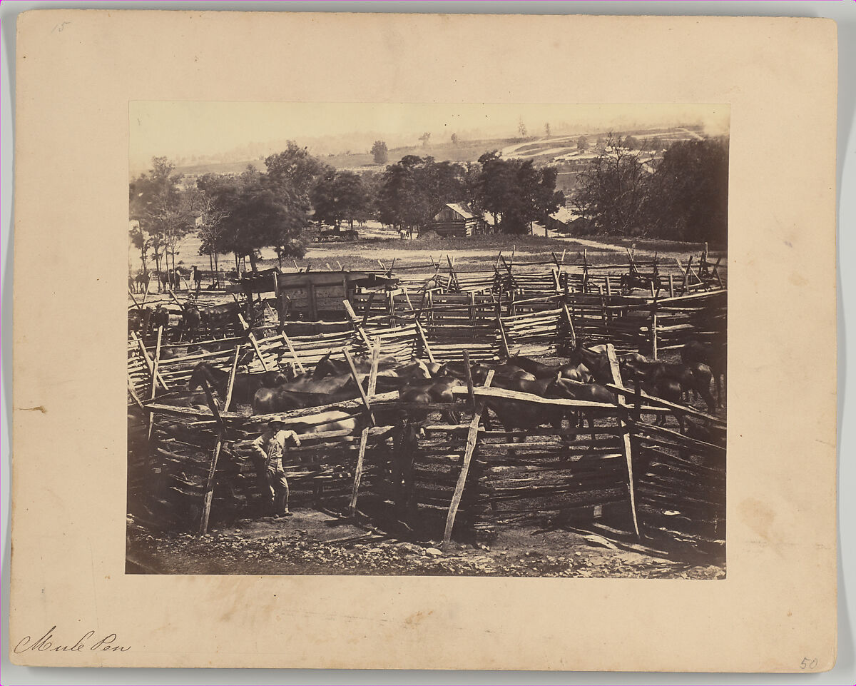 Mule Pen, Camp Nelson, Kentucky, Possibly G. W. Foster (American, active 1860s), Albumen silver print from glass negative 