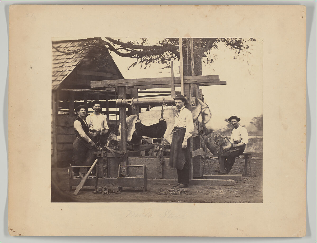 Mule Stock, Camp Nelson, Kentucky, Possibly G. W. Foster (American, active 1860s), Albumen silver print from glass negative 