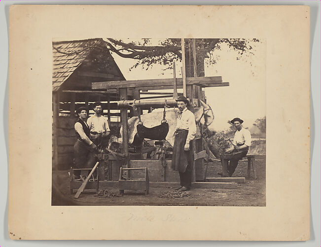 Mule Stock, Camp Nelson, Kentucky
