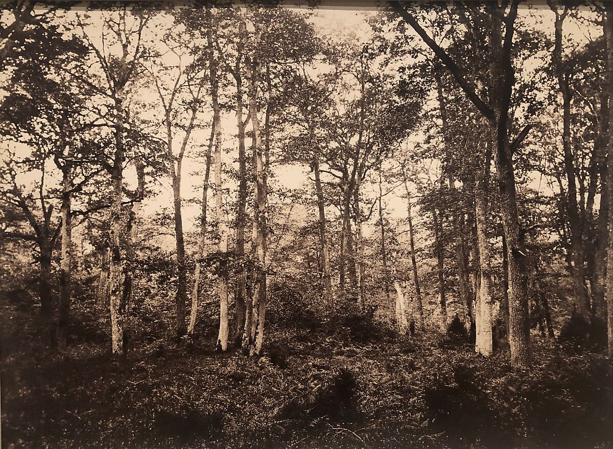 Near the Bodmer Oak, Fontainebleau, Eugène Cuvelier (French, 1837–1900), Albumen silver print from glass negative 