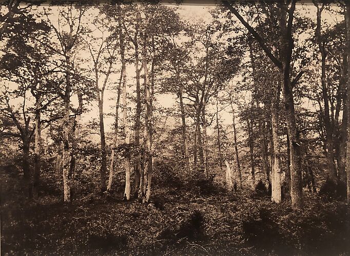 Near the Bodmer Oak, Fontainebleau