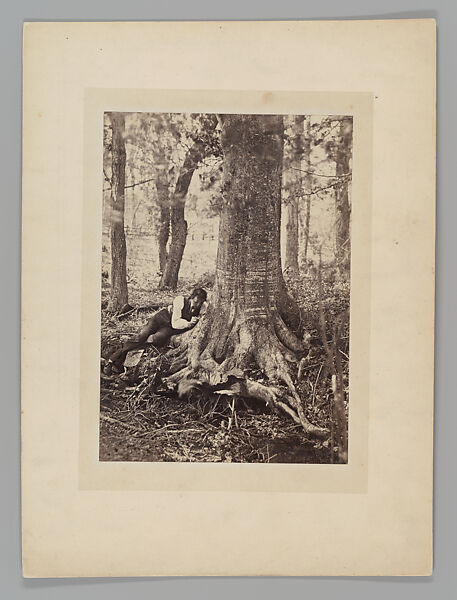 [Beech Trunk], John Moran (American (born England), Bolton, Lancashire 1821–1903 Pennsylvania), Albumen silver print 