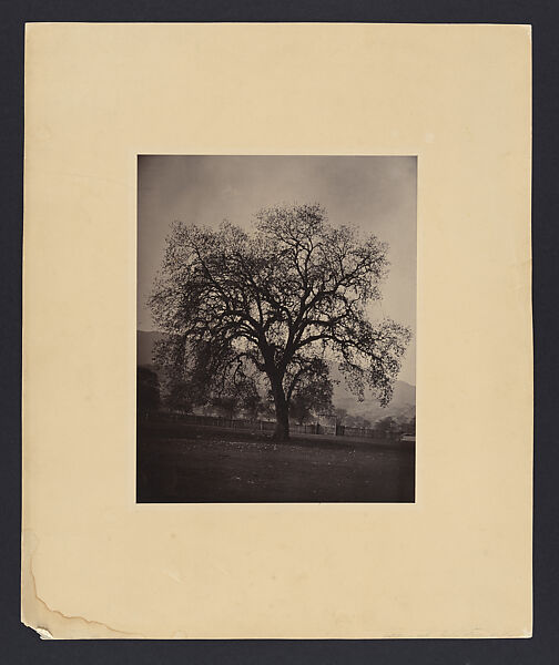 [California Oak, Santa Clara Valley], Carleton E. Watkins (American, 1829–1916), Albumen silver print 