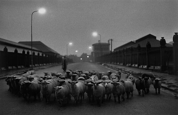 Sheep Going to Slaughter, Early Morning, Near the Caledonian Road, London, Don McCullin (British, born 1935), Gelatin silver print 