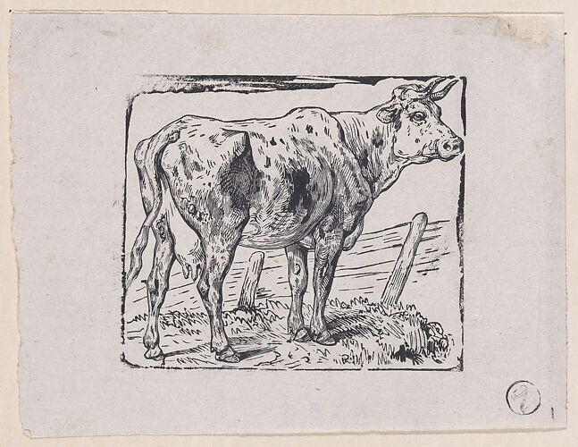 A Cow