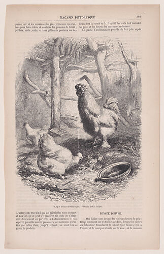 Silkie Cock and Hens, from 
