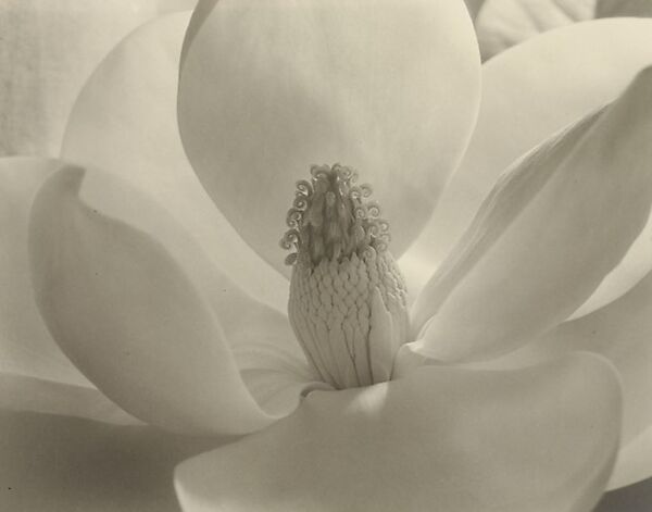 Magnolia Blossom, Imogen Cunningham (American, Portland, Oregon 1883–1976 San Francisco, California), gelatin silver print 