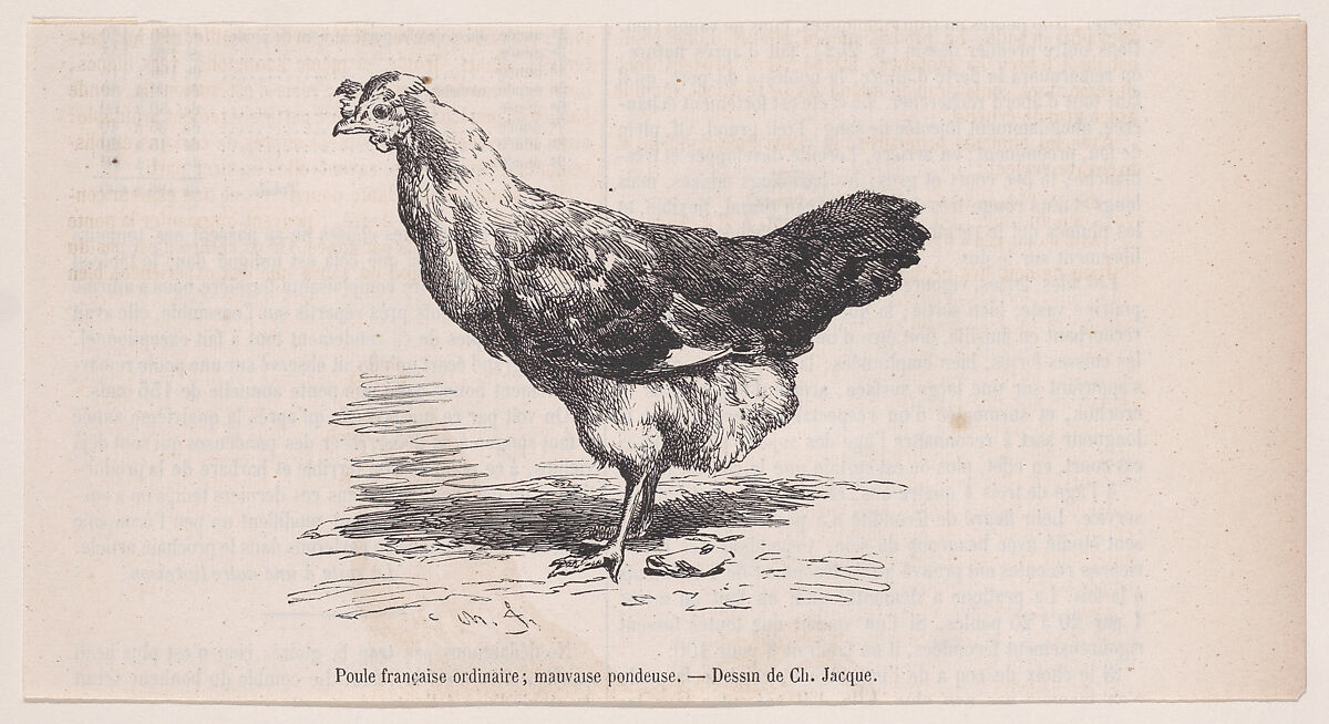 Poule française ordinaire; mauvaise pondeuse.; from Magasin Pittoresque, Charles Jacque (French, Paris 1813–1894 Paris), Wood engraving 