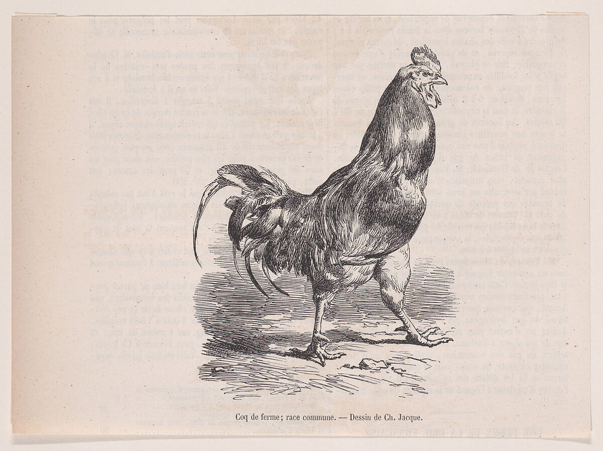 Coq de ferme; race commune.; from Magasin Pittoresque, Charles Jacque (French, Paris 1813–1894 Paris), Wood engraving 