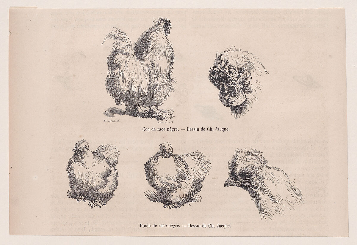 Silkie Cockerel and Silkie Hen, from "Le Magasin Pittoresque", Charles Jacque (French, Paris 1813–1894 Paris), Wood engraving 