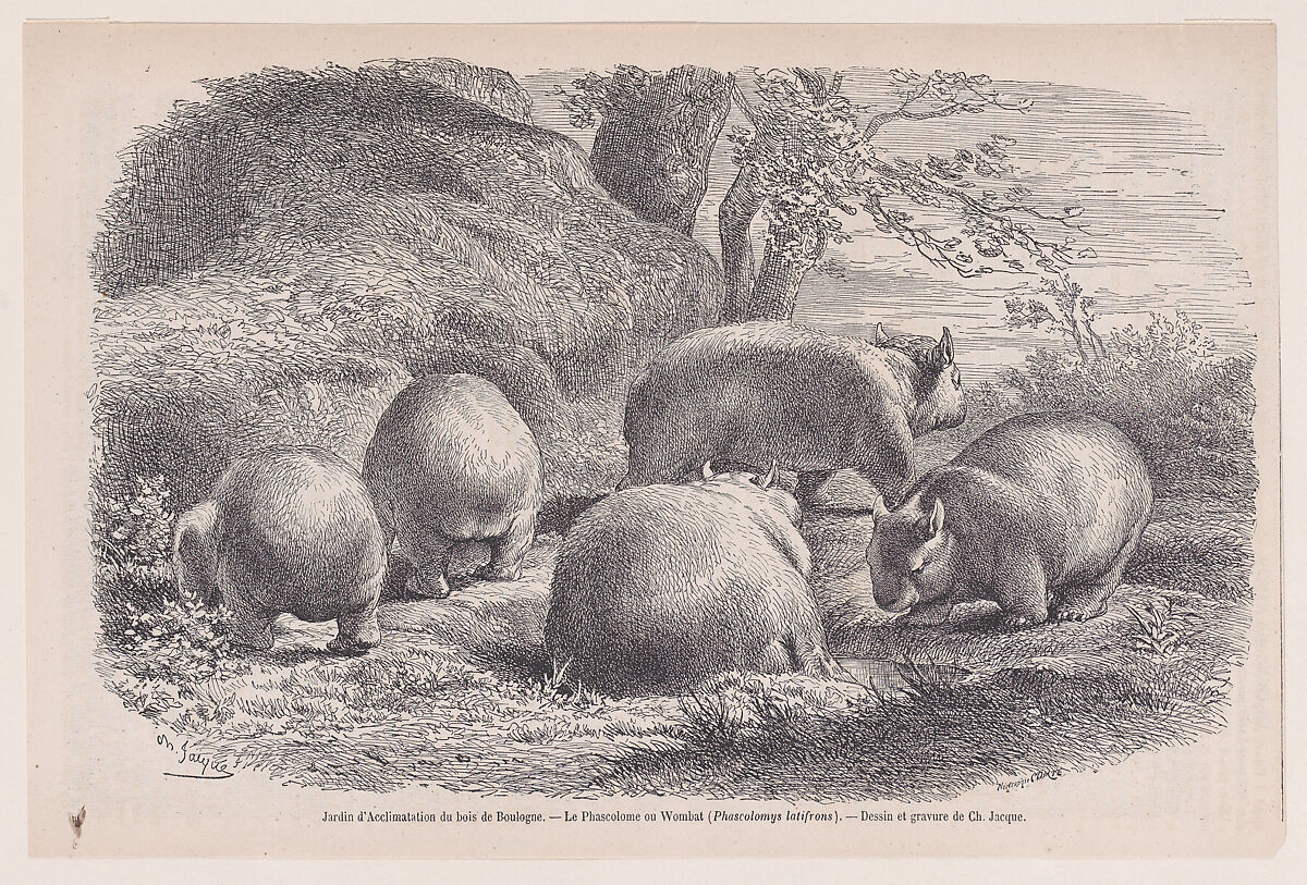 The Wombat, from "Le Magasin Pittoresque", Charles Jacque (French, Paris 1813–1894 Paris), Relief print (Comte process) 