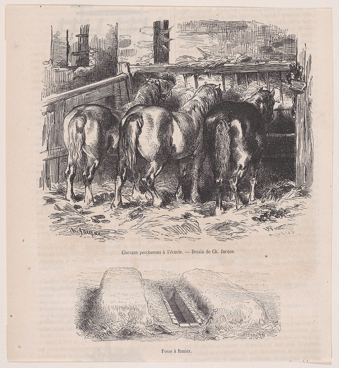 Percheron Horses in a Stable and A Manure Pit, from "Le Magasin Pittoresque", Charles Jacque (French, Paris 1813–1894 Paris), Wood engraving 