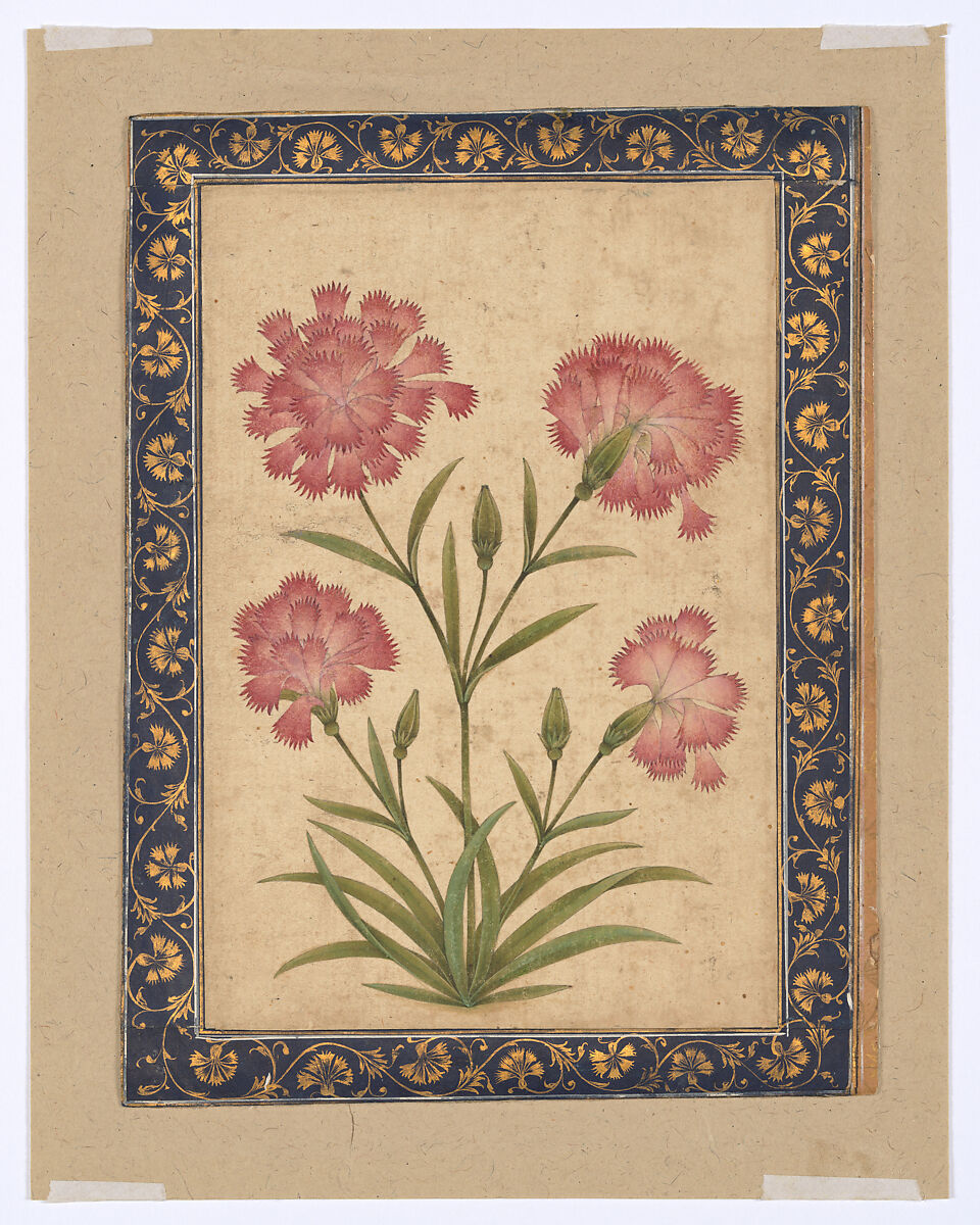 Botanical Painting: Dianthus, Opaque color on paper