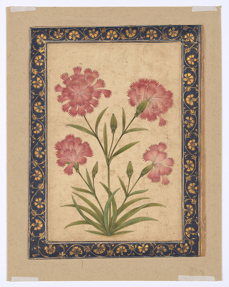 Botanical Painting: Dianthus, Opaque color on paper 