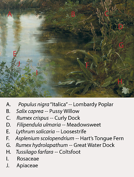 Study of Water and Plants, Thomas Fearnley (Norwegian, Frederikshald 1802–1842 Munich), Oil on paper, laid down on wood
