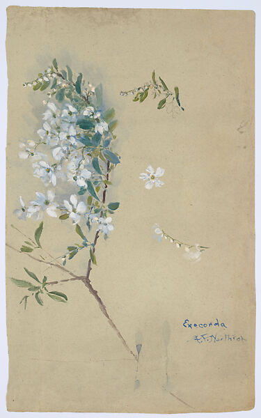 Drawing of Exochorda, Agnes F. Northrop (American, Flushing, New York 1857–1953 New York, New York), Watercolor, gouache, and graphite on paper, American 