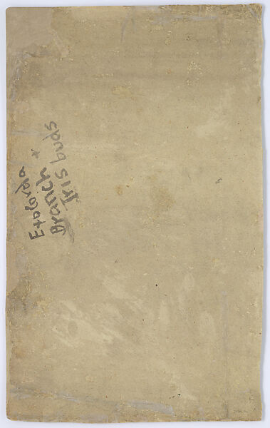 Drawing of Exochorda, Agnes F. Northrop (American, Flushing, New York 1857–1953 New York, New York), Watercolor, gouache, and graphite on paper, American