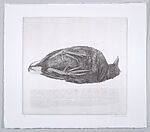 Dead Moorhen (Dode waterhoen)