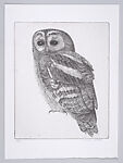 Wood Owl (Bosuil)