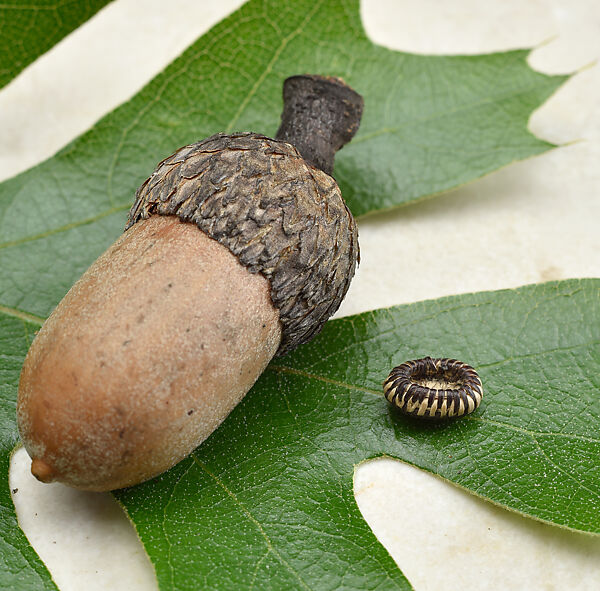 Micro-miniature one-rod coiled boat basket, Willow shoot foundation, sedge root weft, and dyed bulrush root weft, Pomo (Northern California)