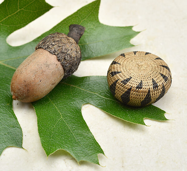 Miniature one-rod coiled basket, Willow shoot foundation, sedge root weft, and dyed bulrush root weft, Pomo (Northern California)