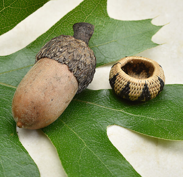 Miniature one-rod coiled basket, Willow shoot foundation, sedge root weft, and dyed bulrush root weft, Pomo (Northern California)