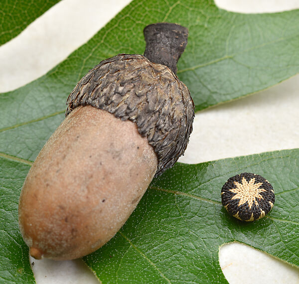 Micro-miniature one-rod coiled basket, Mary Knight Benson  Yokayo Pomo (Mendocino County, California), Willow shoot foundation, sedge root weft, and dyed bulrush root weft, Yoyako Pomo (Mendocino County, California)