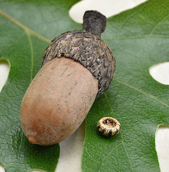 Micro-miniature one-rod coiled basket, Joseppa Pinto Dick  Yokayo Pomo (Mendocino County, California), Willow shoot foundation, sedge root weft, and dyed bulrush root weft, Yokayo Pomo (Mendocino County, California)