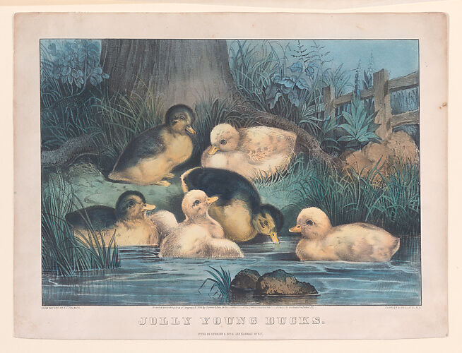Jolly Young Ducks
