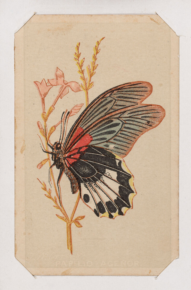 Butterfly card from the Butterflies and Moths of America series, Louis Prang &amp; Co. (Boston, Massachusetts), Lithograph 