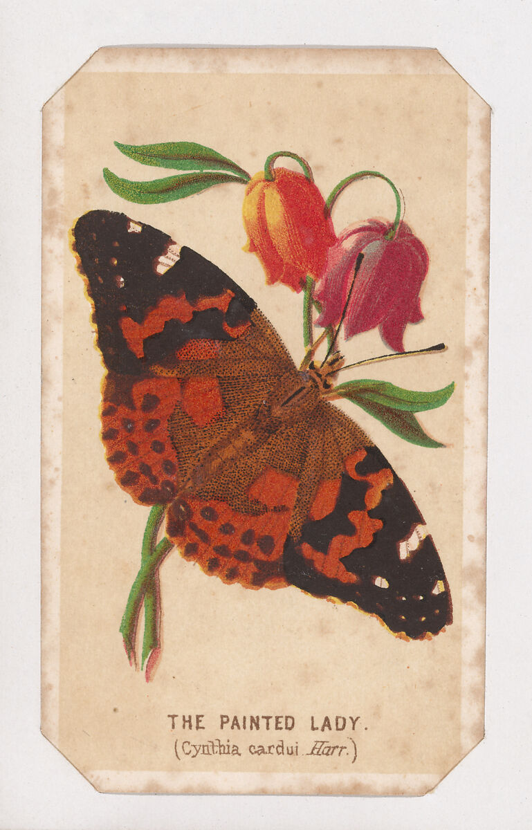 The Painted Lady butterfly card from the Butterflies and Moths of America series, Louis Prang &amp; Co. (Boston, Massachusetts), Lithograph 