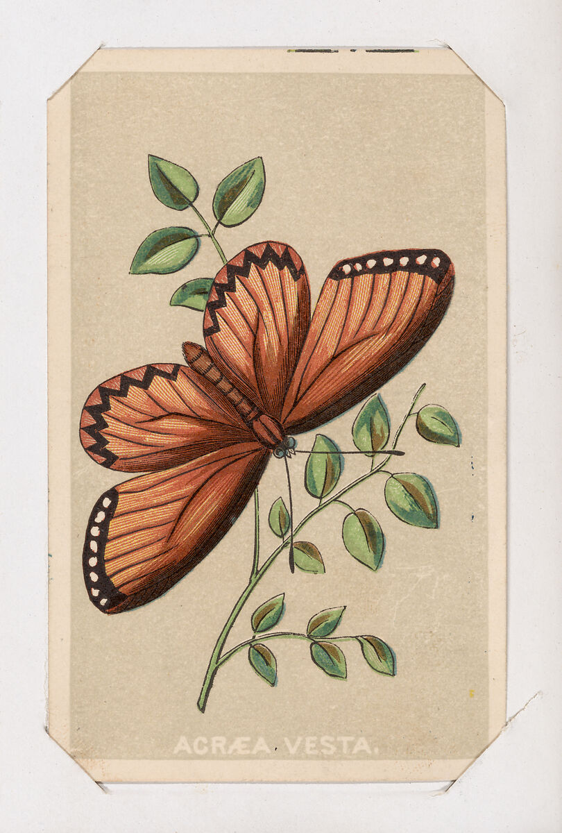 Acraea Vesta butterfly card from the Butterflies and Moths of America series, Louis Prang &amp; Co. (Boston, Massachusetts), Lithograph 