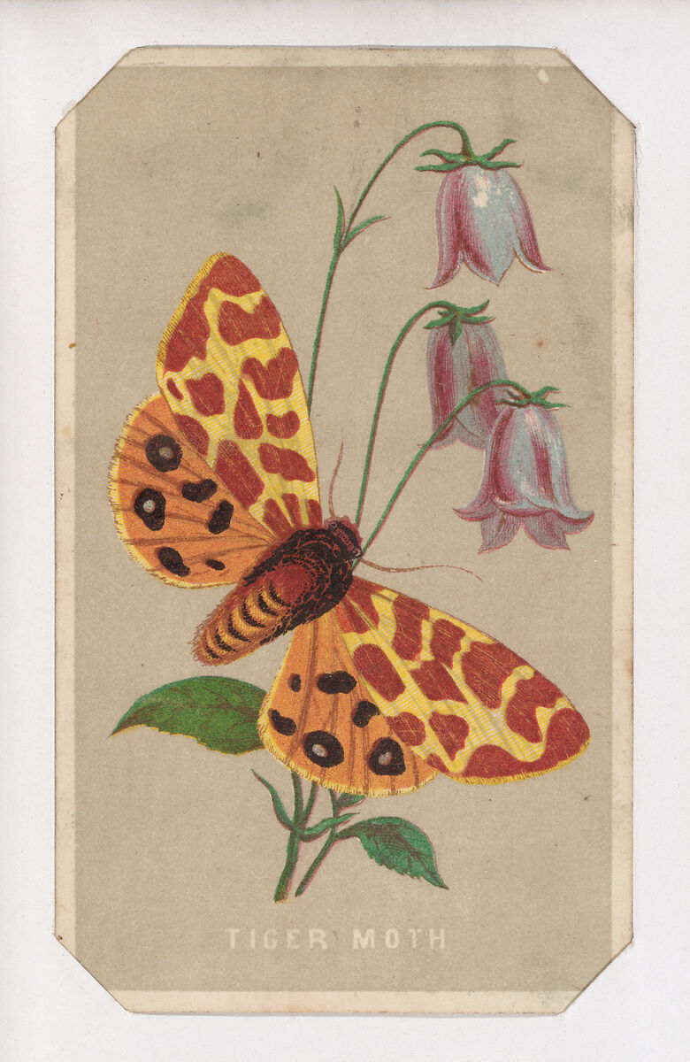 Tiger Moth card from the Butterflies and Moths of America series, Louis Prang &amp; Co. (Boston, Massachusetts), Lithograph 