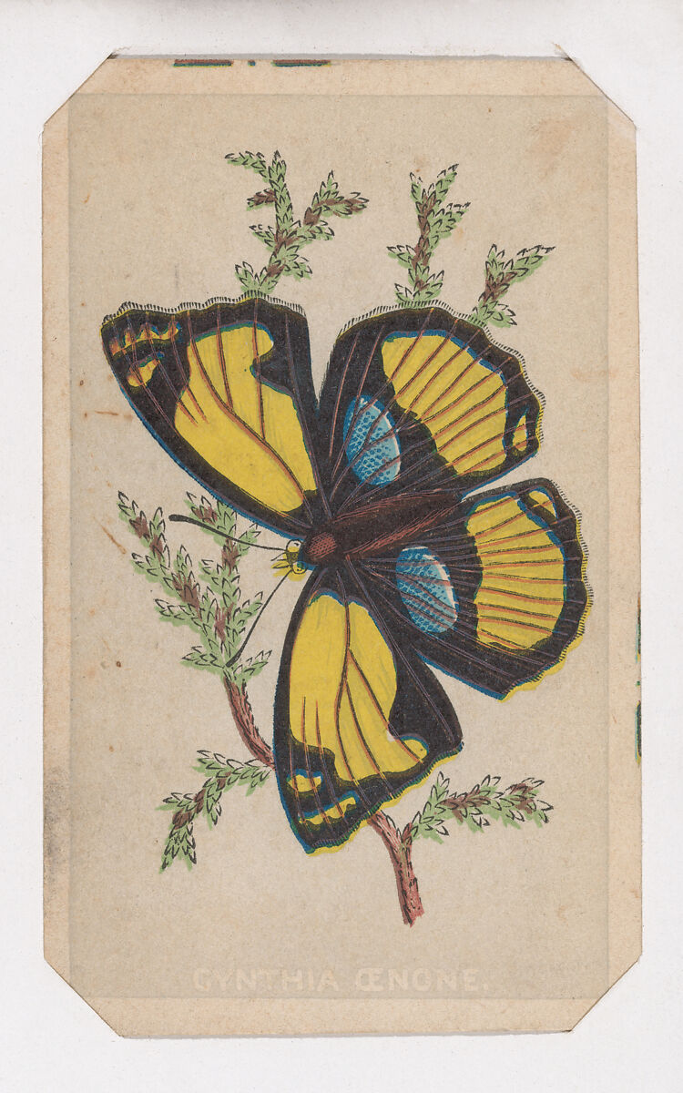 Cynthia Cenone butterfly card from the Butterflies and Moths of America series, Louis Prang &amp; Co. (Boston, Massachusetts), Lithograph 