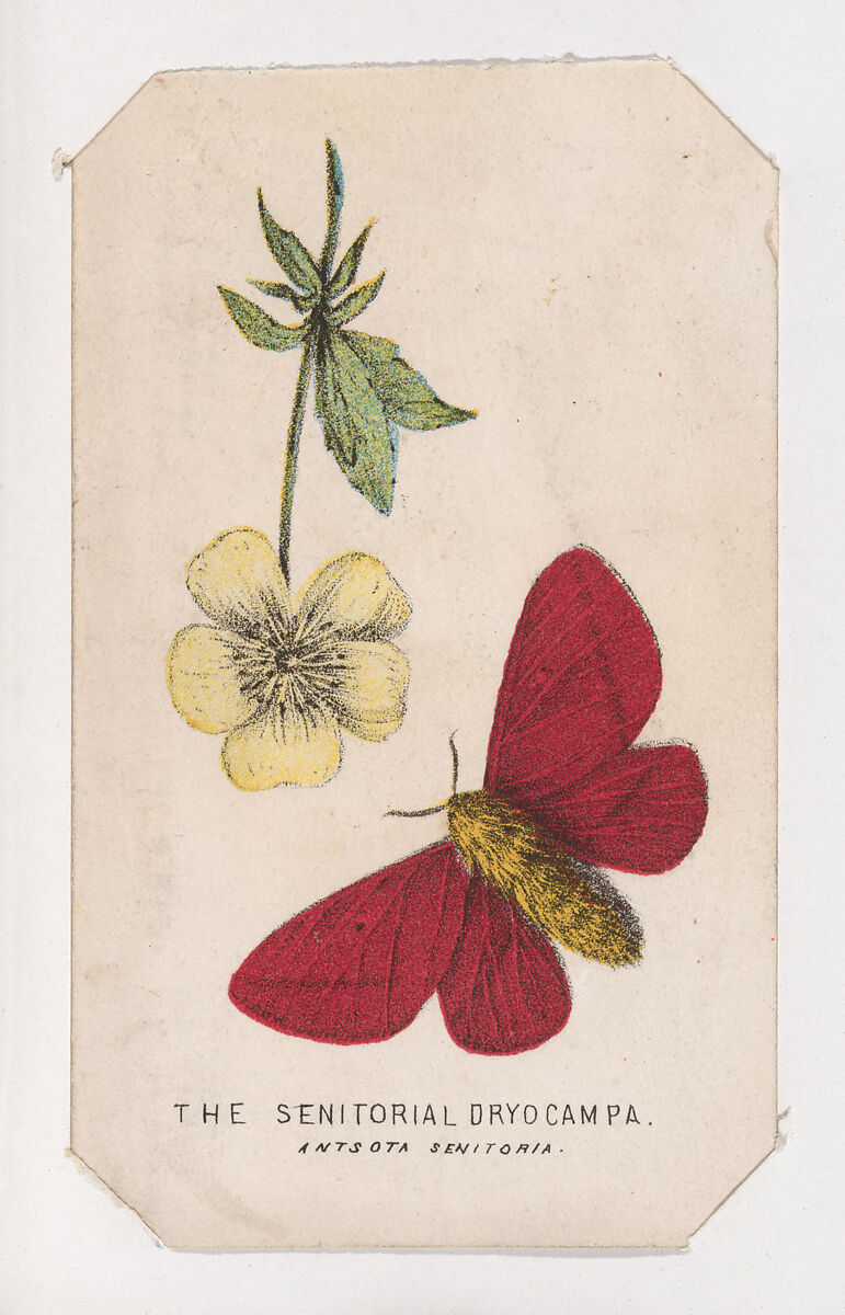 The Senitorial Dryocampa moth card from the Butterflies and Moths of America series, Louis Prang &amp; Co. (Boston, Massachusetts), Lithograph 