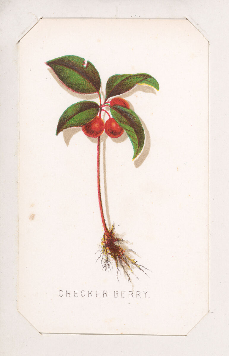 Checker Berry card from the Plant with Root series, Louis Prang &amp; Co. (Boston, Massachusetts), Lithograph 