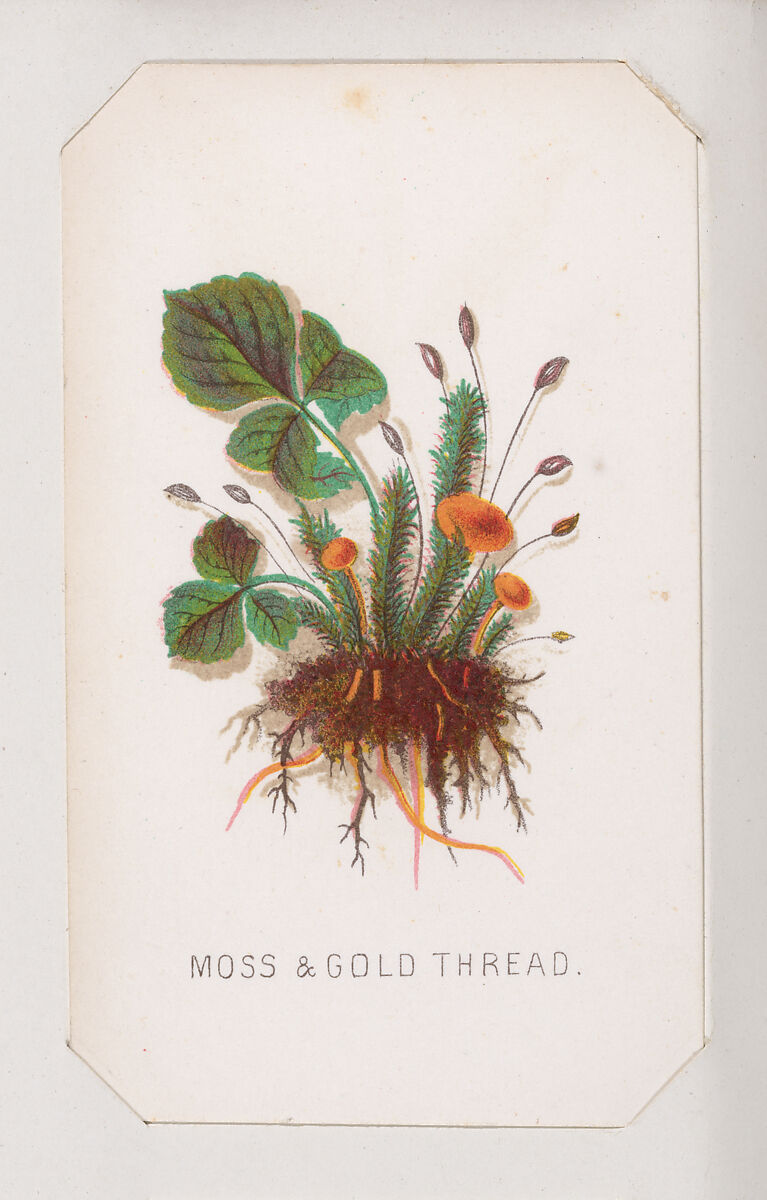 Moss & Gold Thread card from the Plant with Root series, Louis Prang &amp; Co. (Boston, Massachusetts), Lithograph 