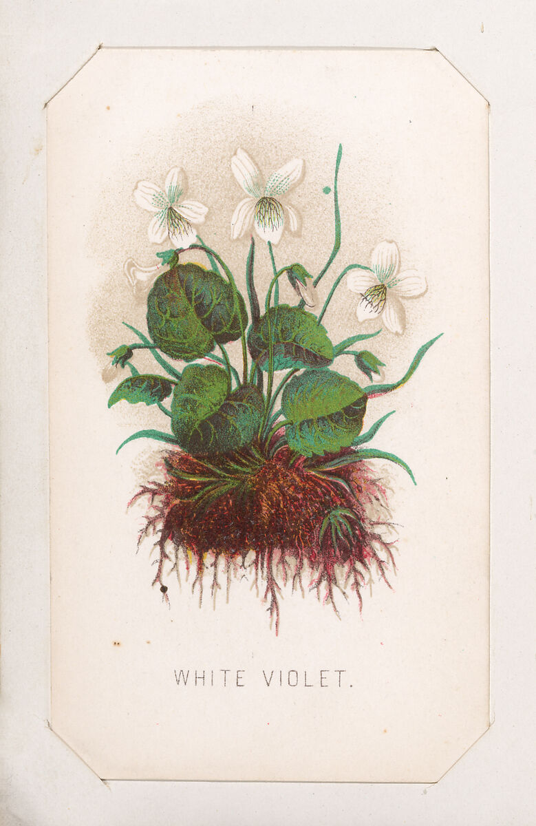 White Violet card from the Plant with Root series, Louis Prang &amp; Co. (Boston, Massachusetts), Lithograph 